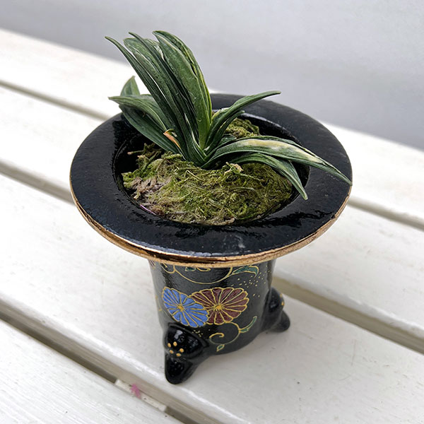 [ギフトに]オモト（万年青）：瑞泉（ずいせん）　3号錦鉢植え【現品販売259657】