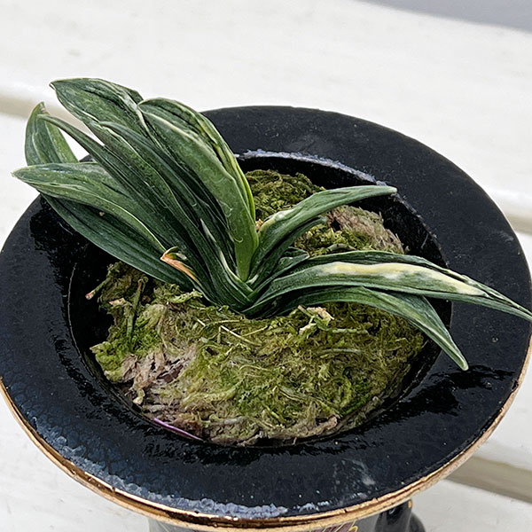 [ギフトに]オモト（万年青）：瑞泉（ずいせん）　3号錦鉢植え【現品販売259657】