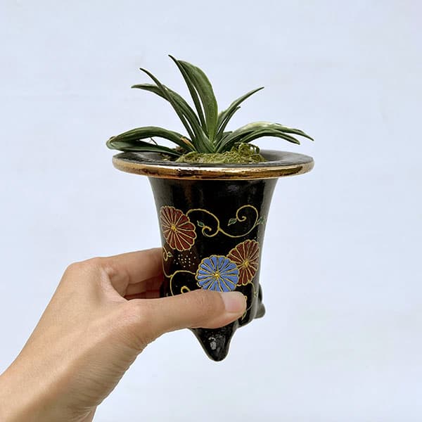 [ギフトに]オモト（万年青）：瑞泉（ずいせん）　3号錦鉢植え【現品販売259657】