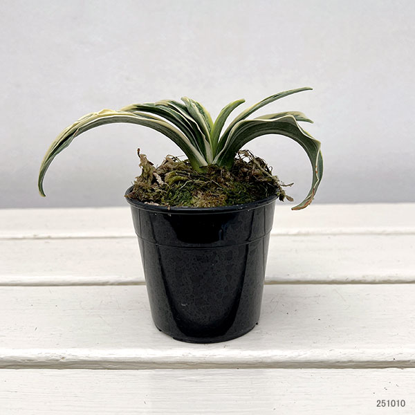 オモト（万年青）：聖華殿（せいかでん）　2.5号鉢【現品販売259659】