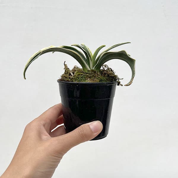 オモト（万年青）：聖華殿（せいかでん）　2.5号鉢【現品販売259659】
