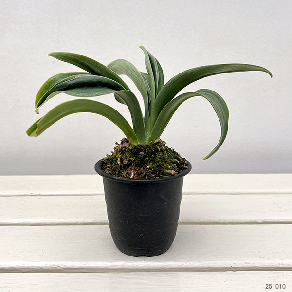 オモト（万年青）：羅紗獅子親　翔　3号プラ鉢【現品販売259660】