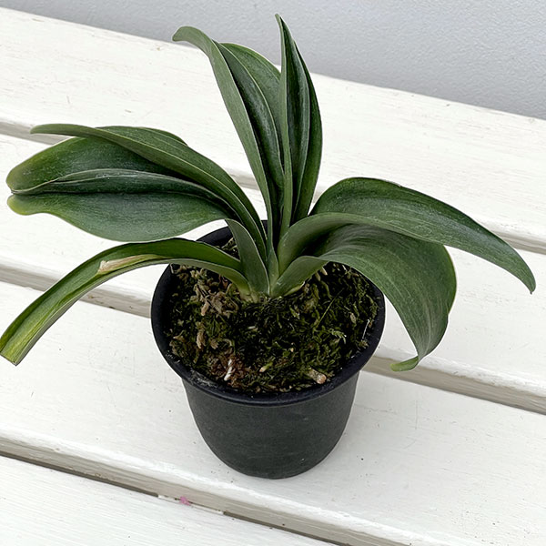 オモト（万年青）：羅紗獅子親　翔　3号プラ鉢【現品販売259660】