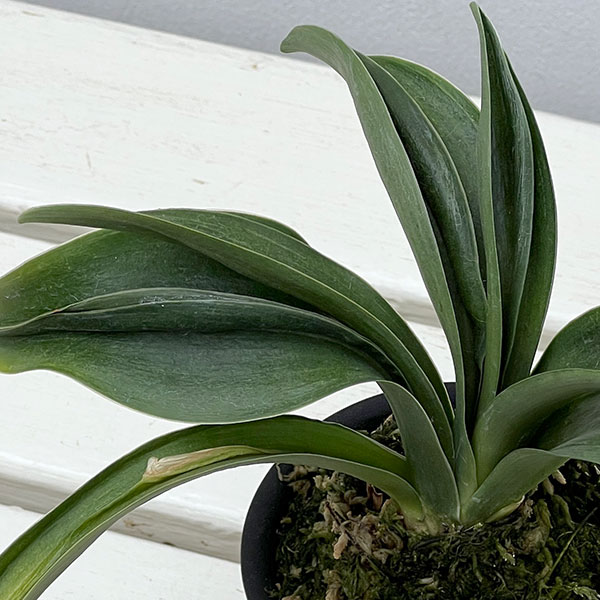 オモト（万年青）：羅紗獅子親　翔　3号プラ鉢【現品販売259660】