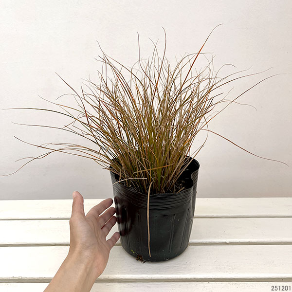 カレックス テスタセア6号ポット