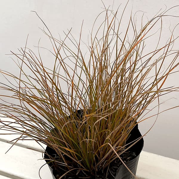 カレックス テスタセア6号ポット