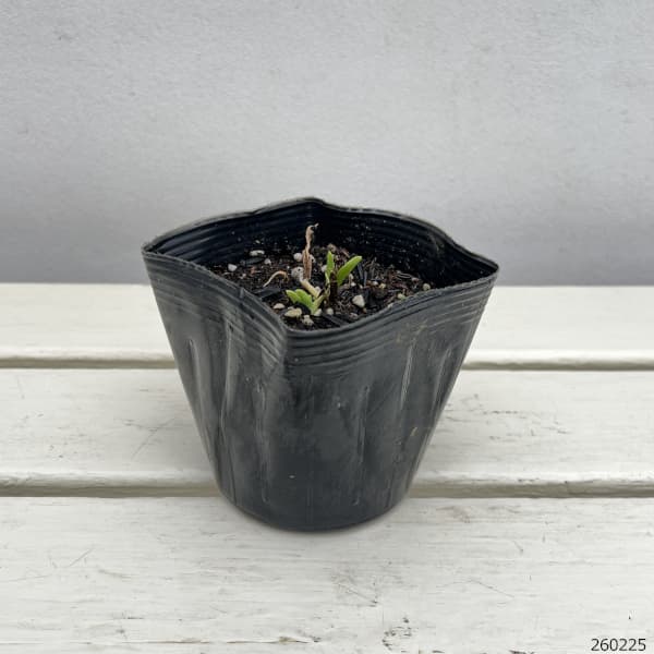 ヘメロカリス：ブラックアローヘッド3.5号ポット