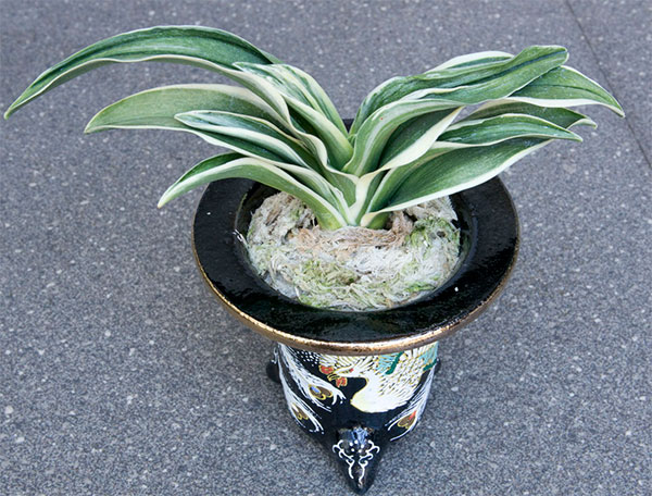 オモト(万年青):新生殿(しんせいでん) 直径11cm錦鉢植え【現品販売259697】