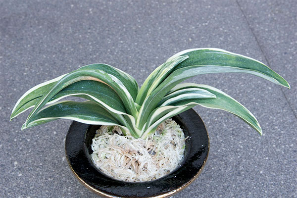 オモト(万年青):新生殿(しんせいでん) 直径11cm錦鉢植え【現品販売259697】