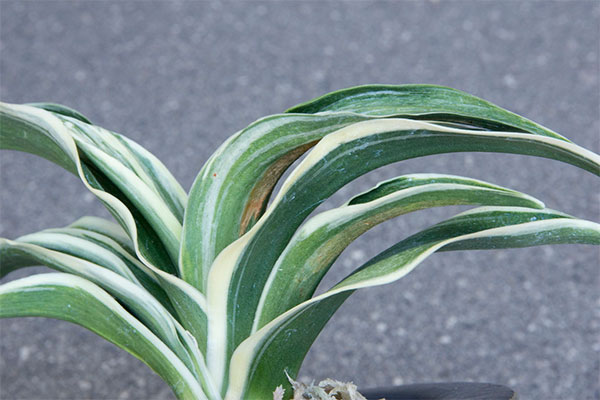 オモト(万年青):新生殿(しんせいでん) 直径11cm錦鉢植え【現品販売259697】