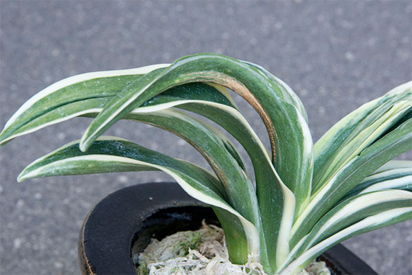 オモト(万年青):新生殿(しんせいでん) 直径11cm錦鉢植え【現品販売259697】
