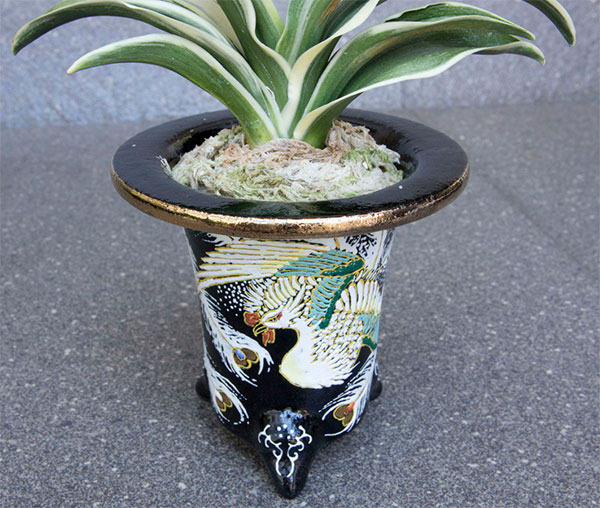 オモト(万年青):新生殿(しんせいでん) 直径11cm錦鉢植え【現品販売259697】