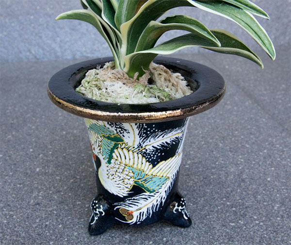 オモト(万年青):新生殿(しんせいでん) 直径11cm錦鉢植え【現品販売259697】