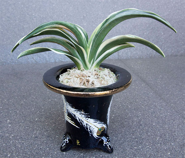 オモト(万年青):新生殿(しんせいでん) 直径11cm錦鉢植え【現品販売259697】