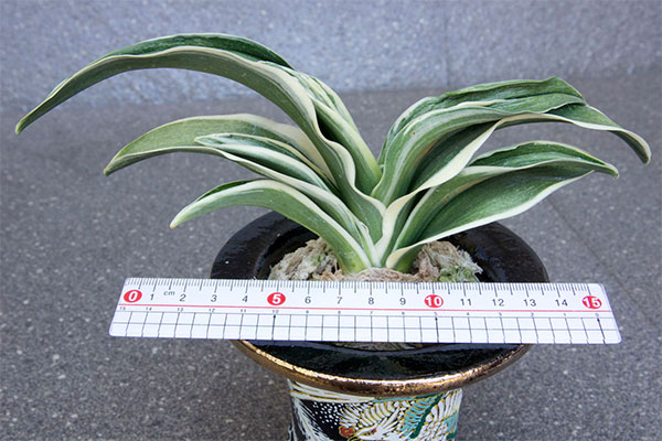 オモト(万年青):新生殿(しんせいでん) 直径11cm錦鉢植え【現品販売259697】