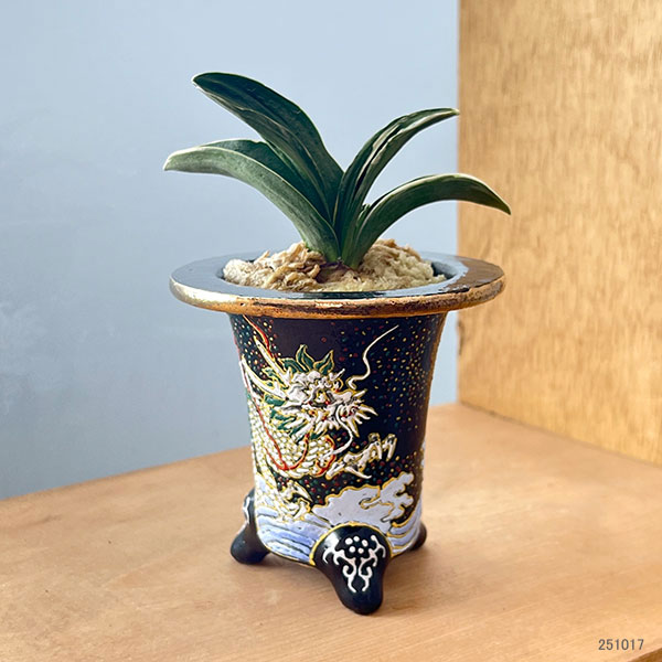 オモト（万年青）：お多福(おたふく)　3号錦鉢植え【現品販売259698】