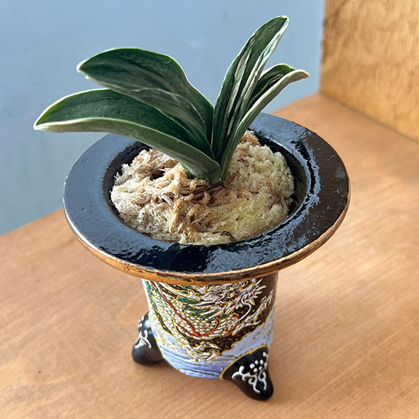 オモト（万年青）：お多福(おたふく)　3号錦鉢植え【現品販売259698】