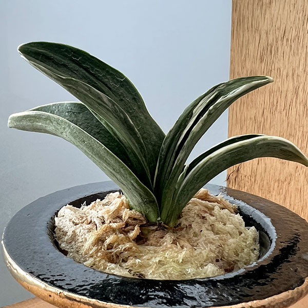 オモト（万年青）：お多福(おたふく)　3号錦鉢植え【現品販売259698】