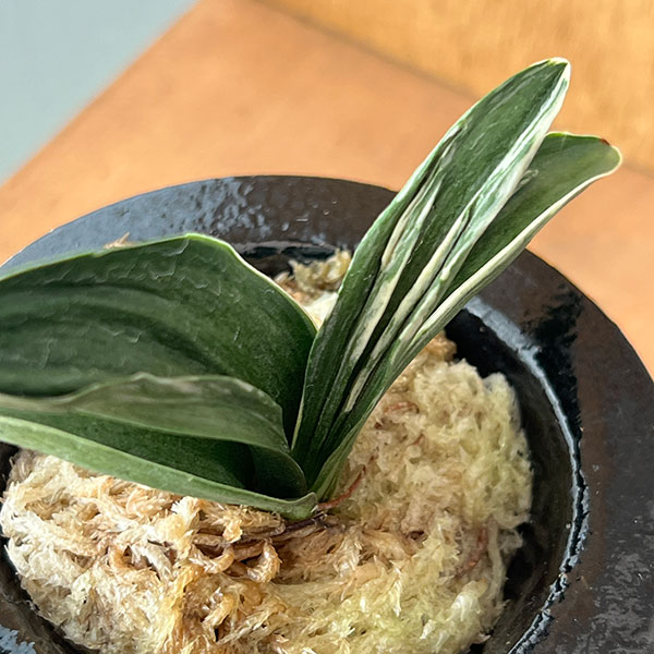 オモト（万年青）：お多福(おたふく)　3号錦鉢植え【現品販売259698】