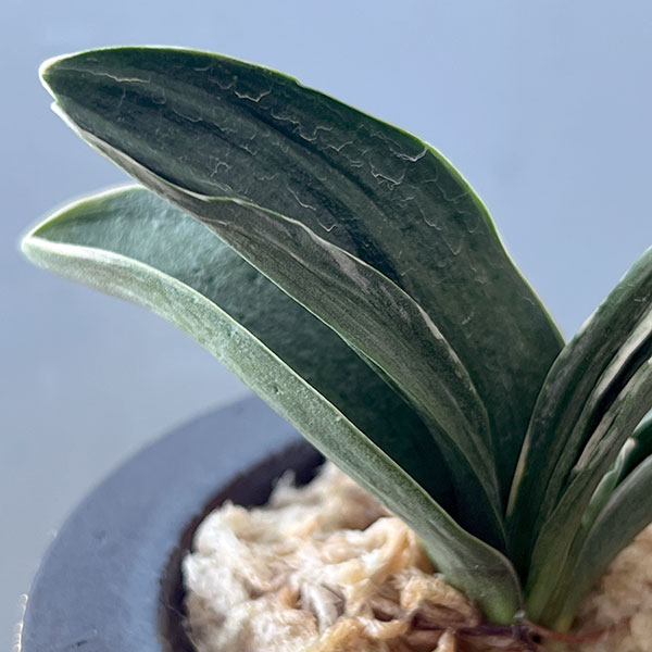 オモト（万年青）：お多福(おたふく)　3号錦鉢植え【現品販売259698】