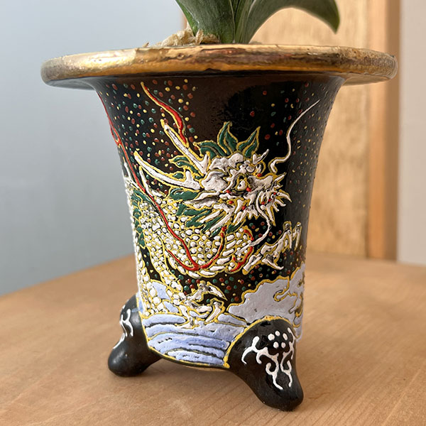 オモト（万年青）：お多福(おたふく)　3号錦鉢植え【現品販売259698】