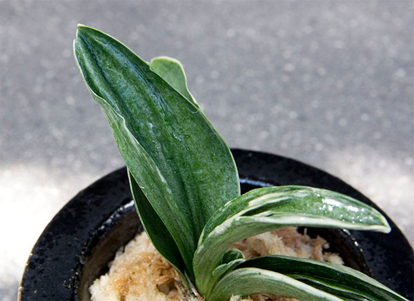 オモト(万年青):お多福(おたふく) 3号錦鉢植え【現品販売259698】