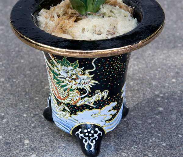 オモト(万年青):お多福(おたふく) 3号錦鉢植え【現品販売259698】