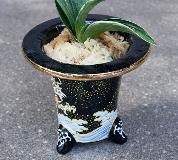オモト(万年青):お多福(おたふく) 3号錦鉢植え【現品販売259698】