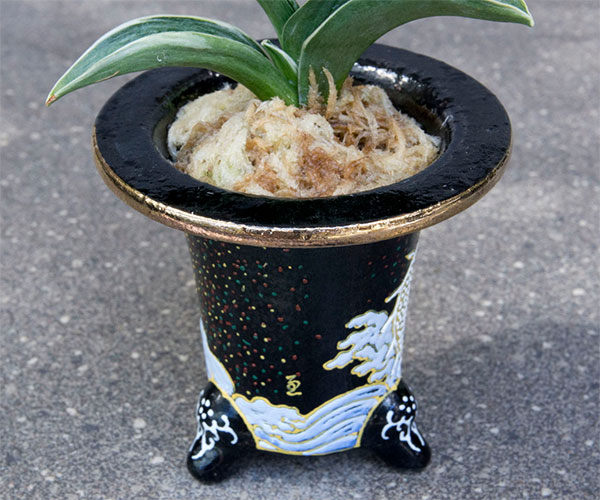 オモト(万年青):お多福(おたふく) 3号錦鉢植え【現品販売259698】