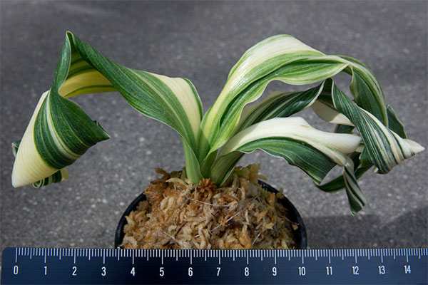 オモト(万年青):仙寿の舞(せんじゅのまい) 直径6.5cm鉢【現品販売259700】