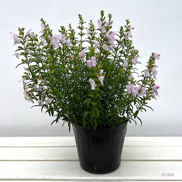 カラミンサ:ジョージアカラミンサ4.5号ポット