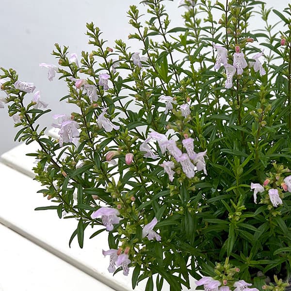 カラミンサ:ジョージアカラミンサ4.5号ポット