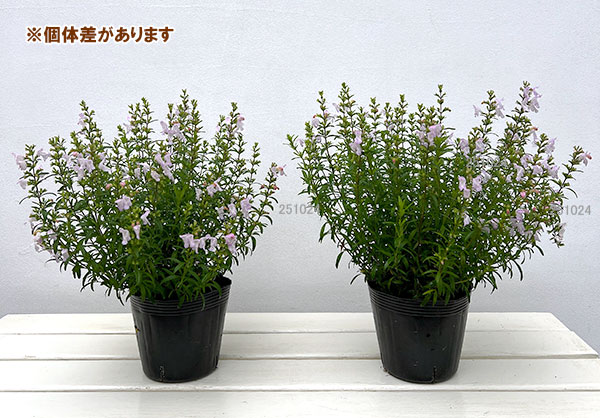 カラミンサ:ジョージアカラミンサ4.5号ポット