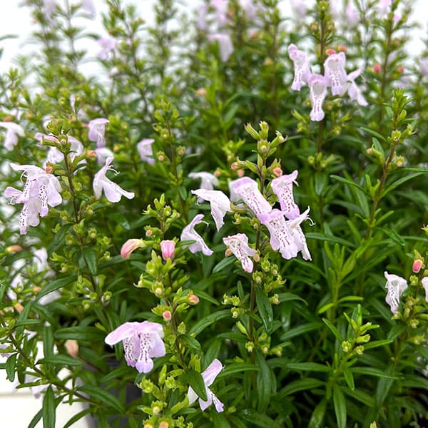 カラミンサ:ジョージアカラミンサ4.5号ポット