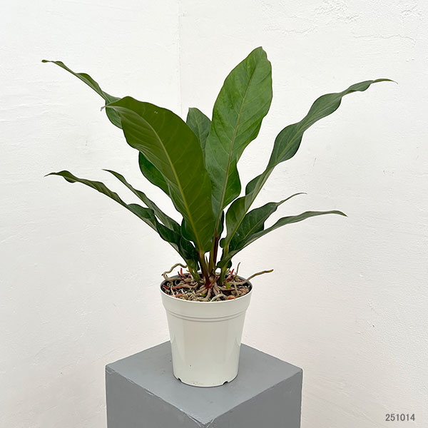 アンスリウム：ジャングルキング　5号ポット