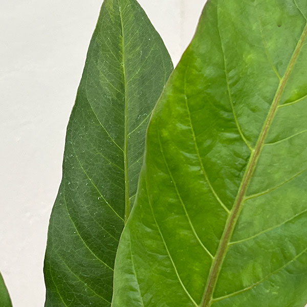 アンスリウム：ジャングルキング　5号ポット