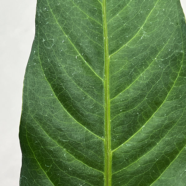 アンスリウム：ジャングルキング　5号ポット