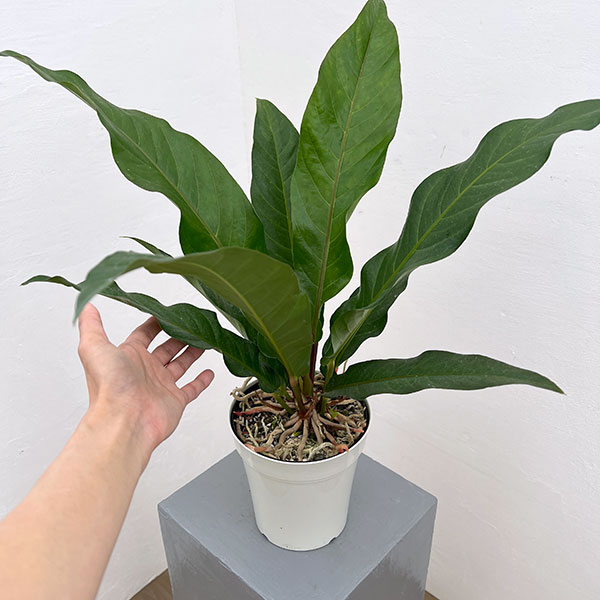 アンスリウム：ジャングルキング　5号ポット