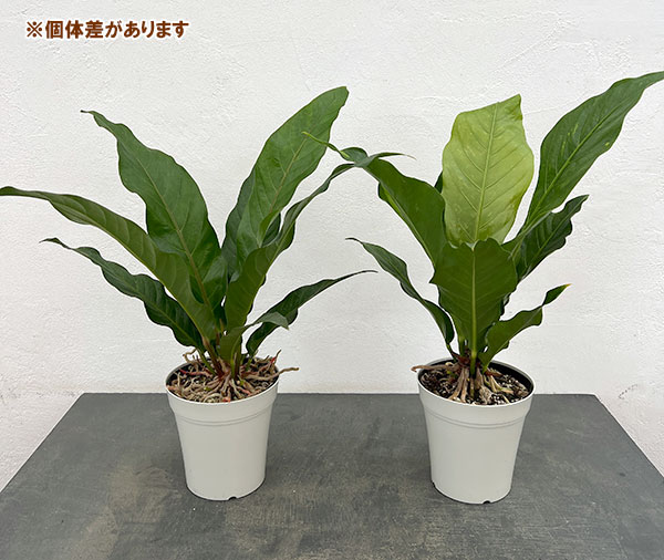 アンスリウム：ジャングルキング　5号ポット