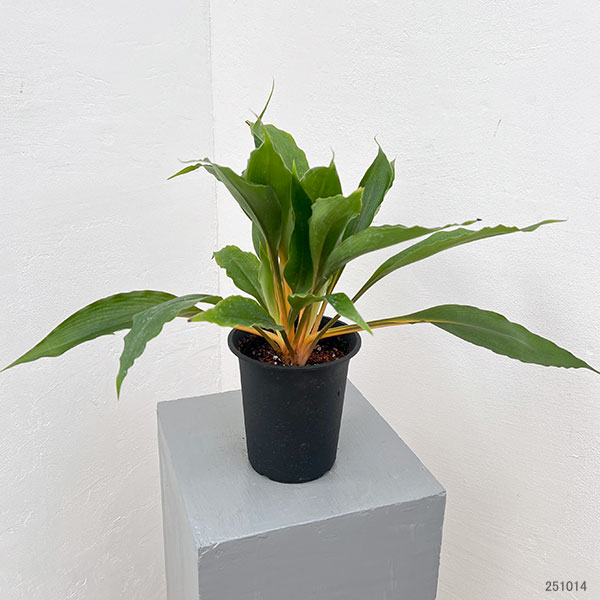 オリヅルラン:クロロフィツムプリンセスメイプル 4号鉢植え