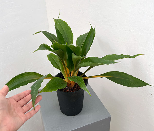 オリヅルラン:クロロフィツムプリンセスメイプル 4号鉢植え