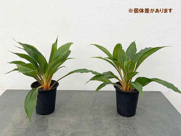 オリヅルラン:クロロフィツムプリンセスメイプル 4号鉢植え