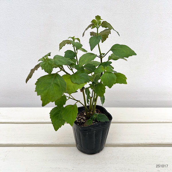 パチョリ3号ポット