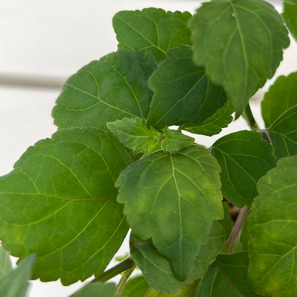 パチョリ3号ポット