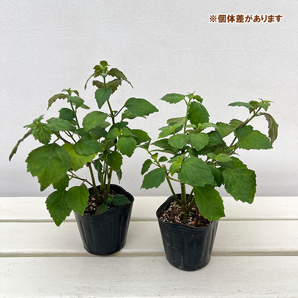 パチョリ3号ポット