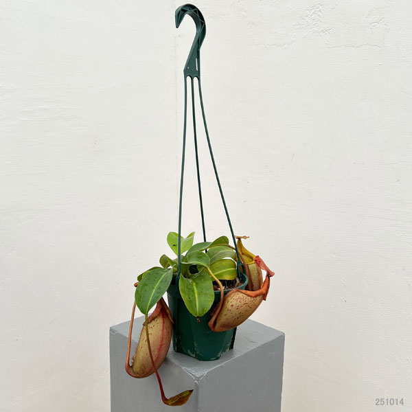 ネペンテス:(ラジャ×ミラ)(BE-3518)× ビーチ・バリオ・Y’s 5号吊り鉢