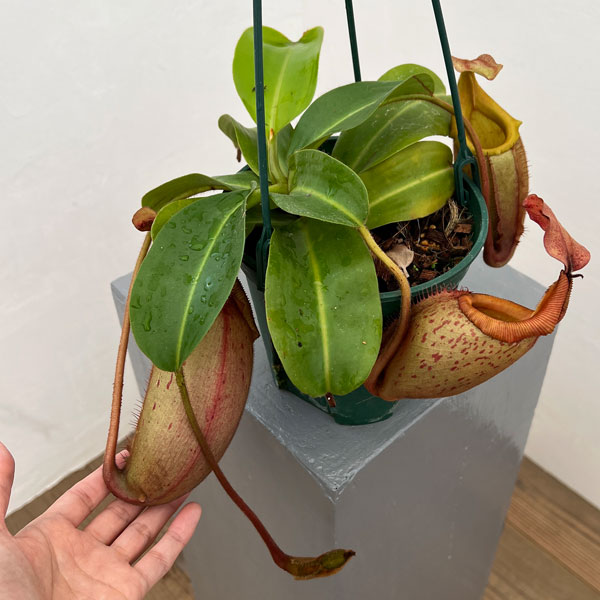 ネペンテス:(ラジャ×ミラ)(BE-3518)× ビーチ・バリオ・Y’s 5号吊り鉢