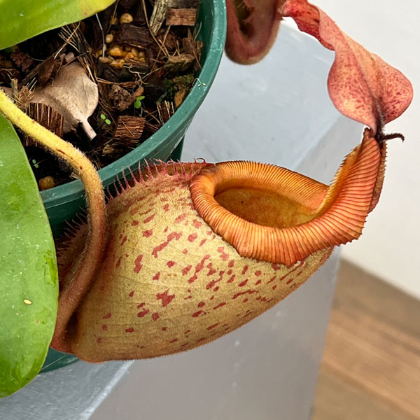 ネペンテス:(ラジャ×ミラ)(BE-3518)× ビーチ・バリオ・Y’s 5号吊り鉢