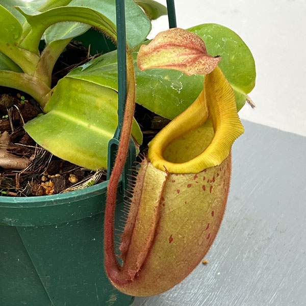 ネペンテス:(ラジャ×ミラ)(BE-3518)× ビーチ・バリオ・Y’s 5号吊り鉢