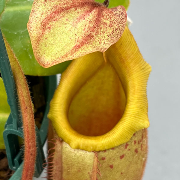 ネペンテス:(ラジャ×ミラ)(BE-3518)× ビーチ・バリオ・Y’s 5号吊り鉢